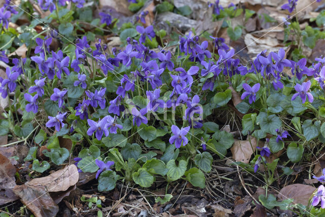 Sweet Violet (Viola odorata)