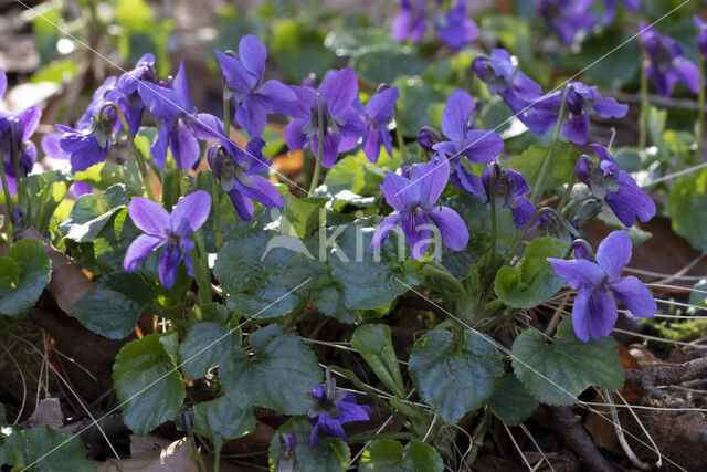 Sweet Violet (Viola odorata)