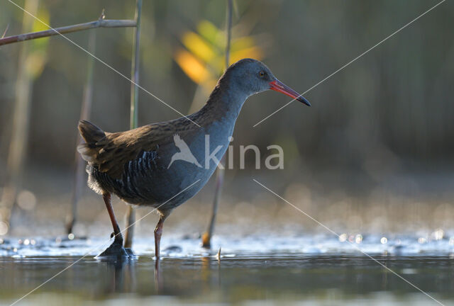 Waterrail (Rallus aquaticus)