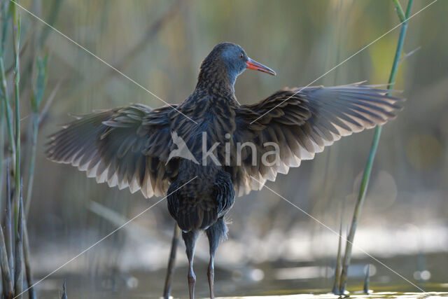 Waterrail (Rallus aquaticus)