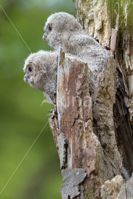 Bosuil (Strix aluco)