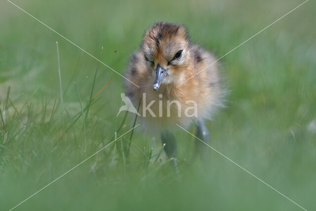 Black-tailed Godwit (Limosa limosa)