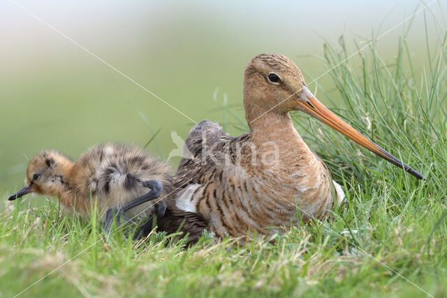 Black-tailed Godwit (Limosa limosa)