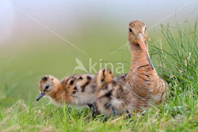 Grutto (Limosa limosa)