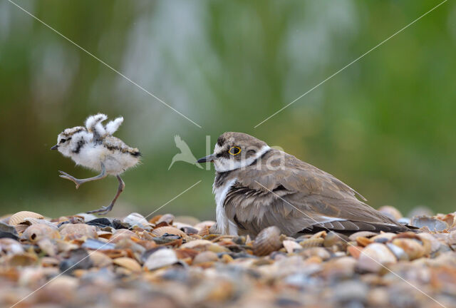 Kleine Plevier (Charadrius dubius)