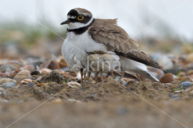 Kleine Plevier (Charadrius dubius)