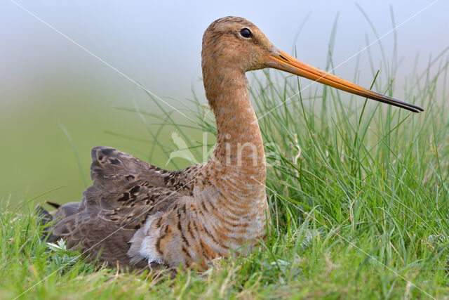 Black-tailed Godwit (Limosa limosa)