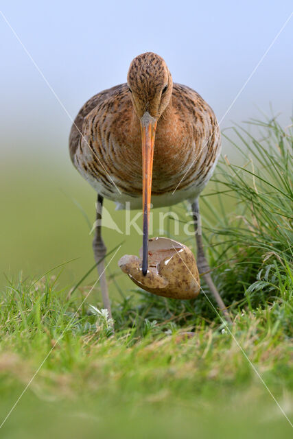 Grutto (Limosa limosa)