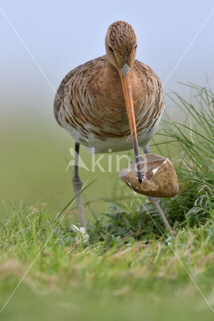 Grutto (Limosa limosa)