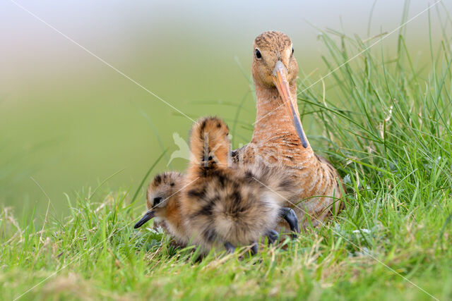 Black-tailed Godwit (Limosa limosa)