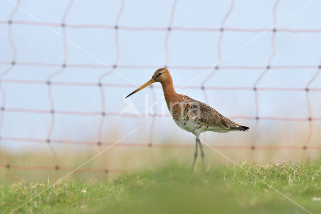 Black-tailed Godwit (Limosa limosa)