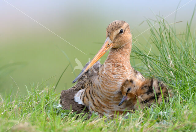 Black-tailed Godwit (Limosa limosa)