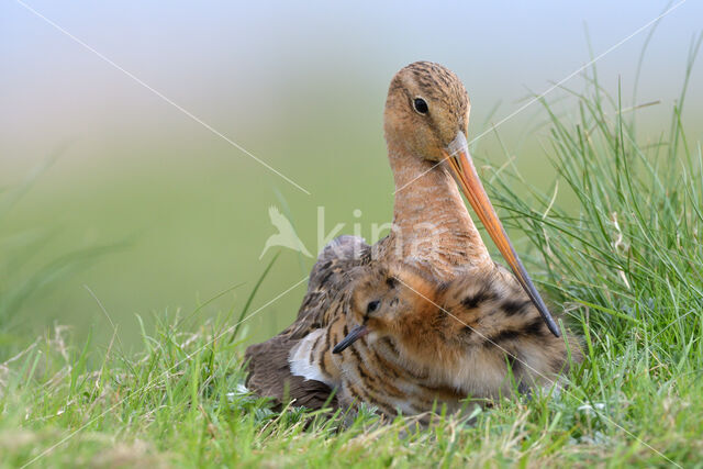 Black-tailed Godwit (Limosa limosa)