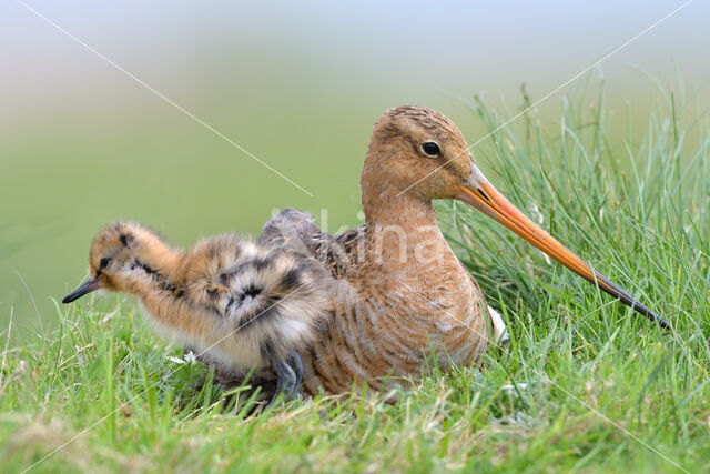 Grutto (Limosa limosa)