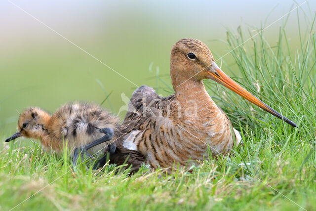 Black-tailed Godwit (Limosa limosa)