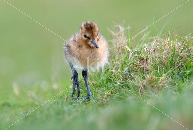 Black-tailed Godwit (Limosa limosa)