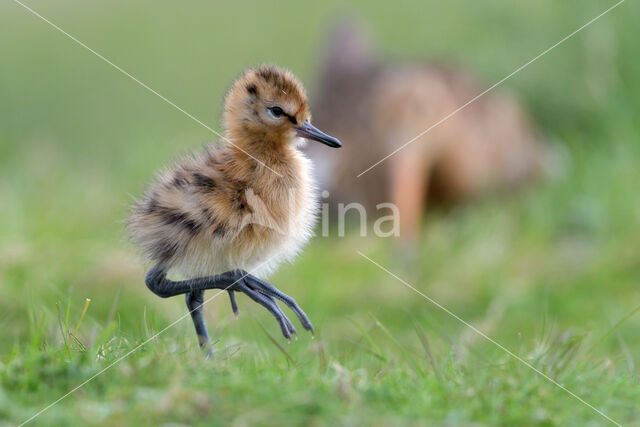 Grutto (Limosa limosa)