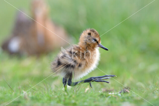 Grutto (Limosa limosa)