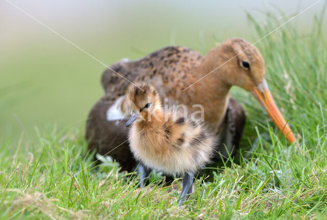 Grutto (Limosa limosa)