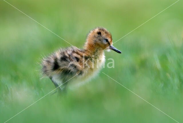 Black-tailed Godwit (Limosa limosa)