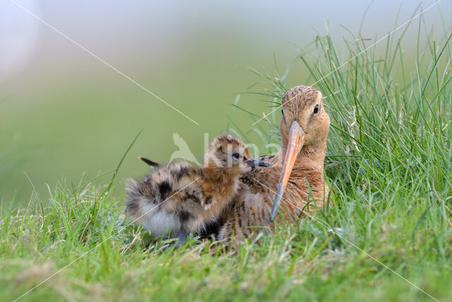 Black-tailed Godwit (Limosa limosa)