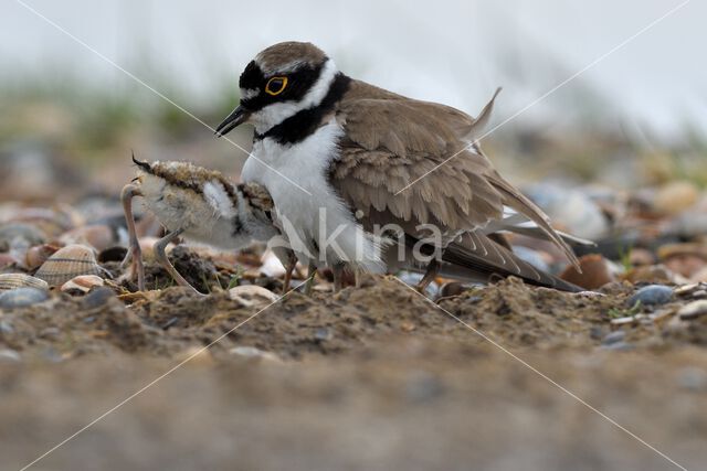 Kleine Plevier (Charadrius dubius)