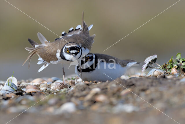 Kleine Plevier (Charadrius dubius)