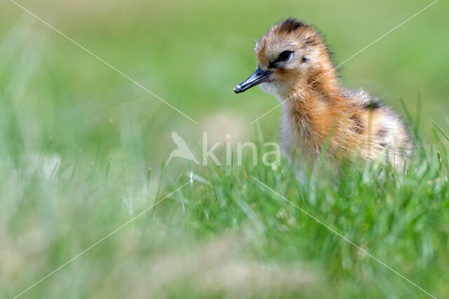 Black-tailed Godwit (Limosa limosa)