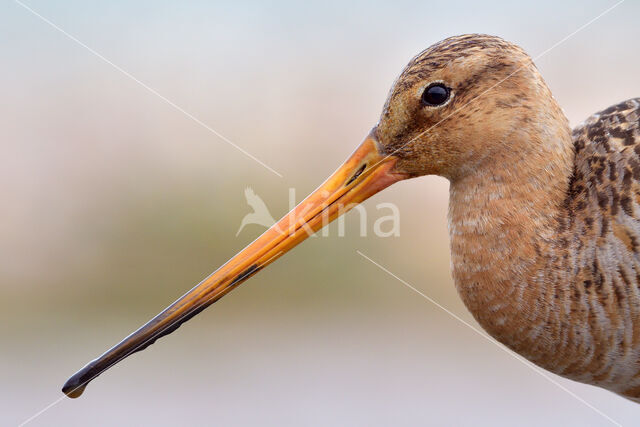 Grutto (Limosa limosa)