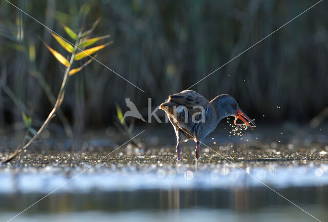 Waterrail (Rallus aquaticus)