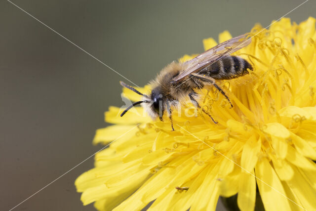 Weidebij (Andrena gravida)