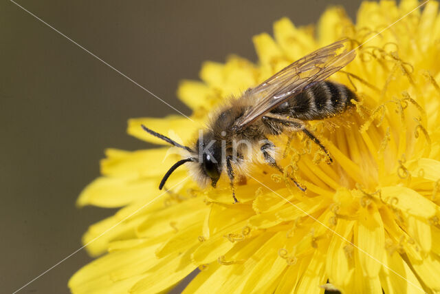 Banded Mining Bee (Andrena gravida)