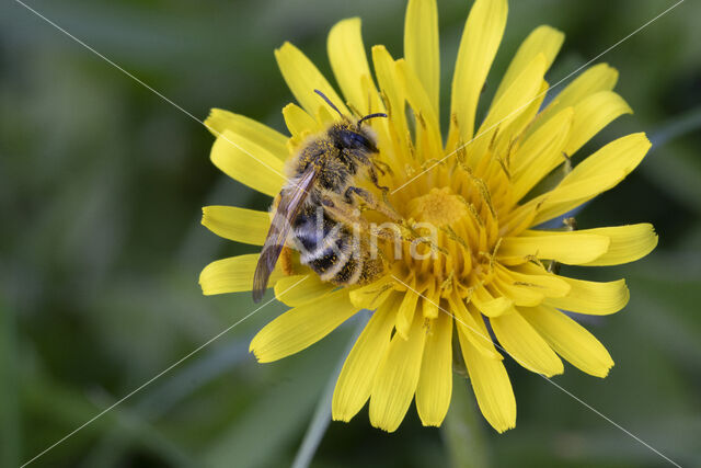 Banded Mining Bee (Andrena gravida)