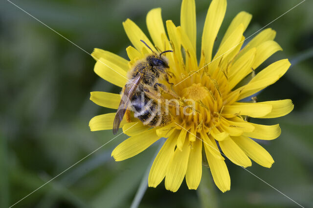 Weidebij (Andrena gravida)