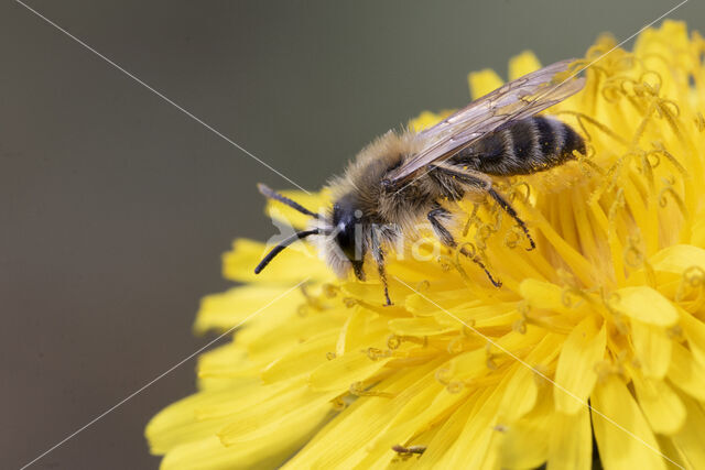 Banded Mining Bee (Andrena gravida)