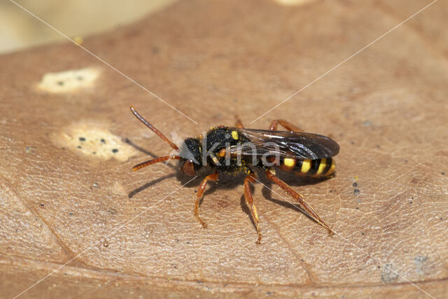 Bonte wespbij (Nomada bifasciata)