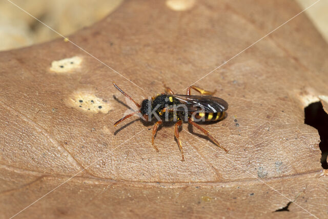 Bonte wespbij (Nomada bifasciata)