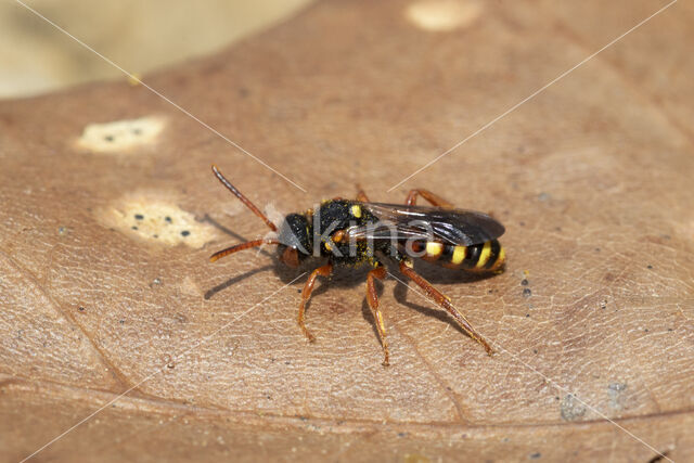 Bonte wespbij (Nomada bifasciata)