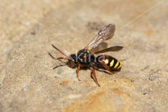 Bonte wespbij (Nomada bifasciata)