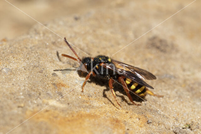 Bonte wespbij (Nomada bifasciata)