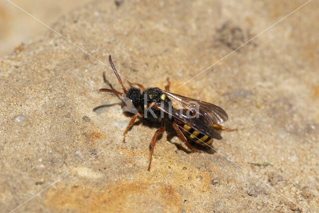 Bonte wespbij (Nomada bifasciata)