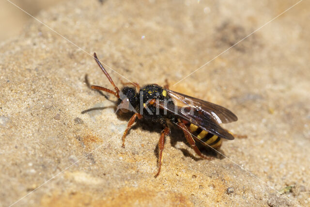 Bonte wespbij (Nomada bifasciata)