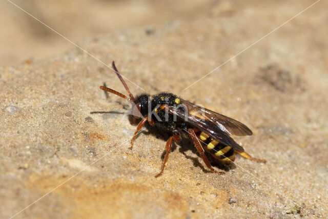 Bonte wespbij (Nomada bifasciata)