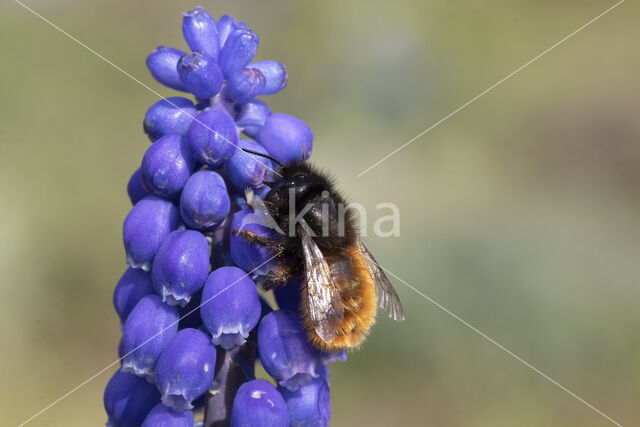 Osmia cornuta