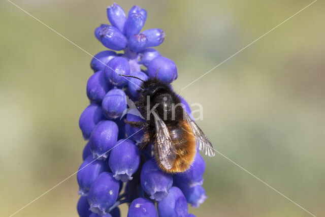 Osmia cornuta