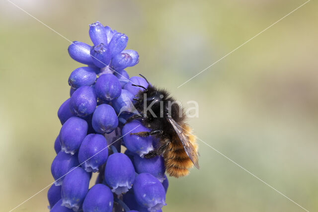 Gehoornde metselbij (Osmia cornuta)