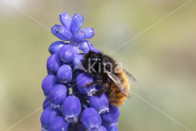 Gehoornde metselbij (Osmia cornuta)