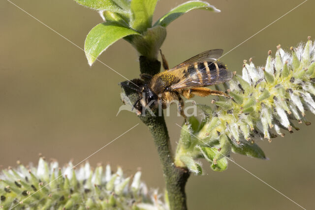 Grasbij (Andrena flavipes)