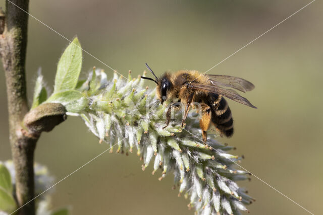 Grasbij (Andrena flavipes)