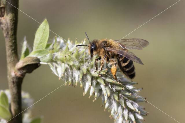 Grasbij (Andrena flavipes)